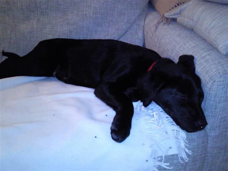 Labrador retriever Aya - zzzzzzzzzzzzzzzzzzzzzzzz hvor er jeg træt idag zzzzzzz billede 7