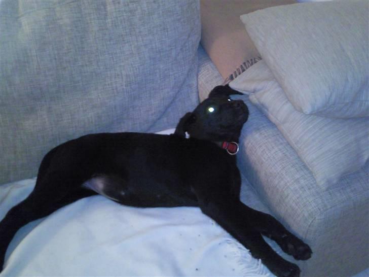 Labrador retriever Aya - hvad er det der kravler der? billede 8