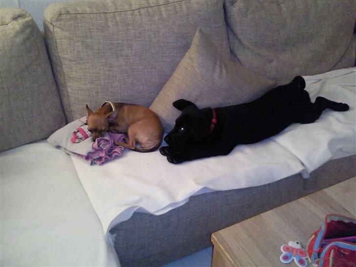 Labrador retriever Aya - nej hvor uheldigt jeg ville så gerne lege;) hun sover altid billede 9