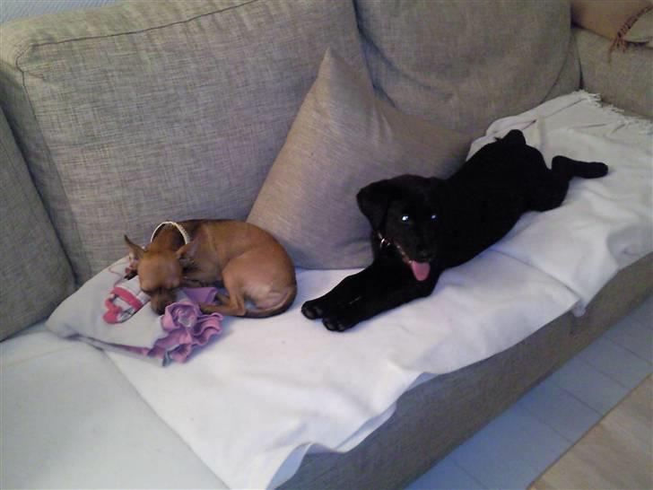 Labrador retriever Aya - Hvad glor du på?;/ billede 10