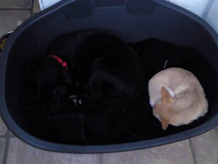 Labrador retriever Aya - gå din vej der er plads alle andre steder bare ikke her ! billede 11