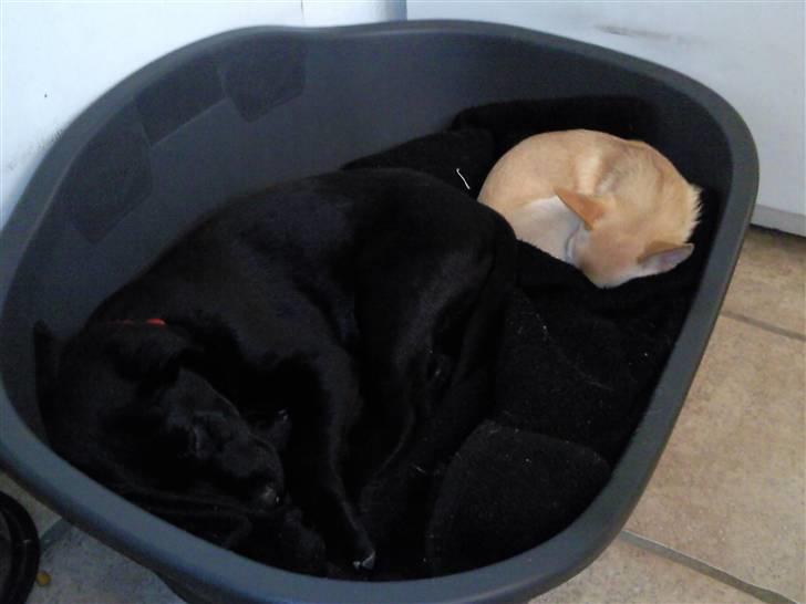 Labrador retriever Aya - du fylder for meget Mille;0 billede 12