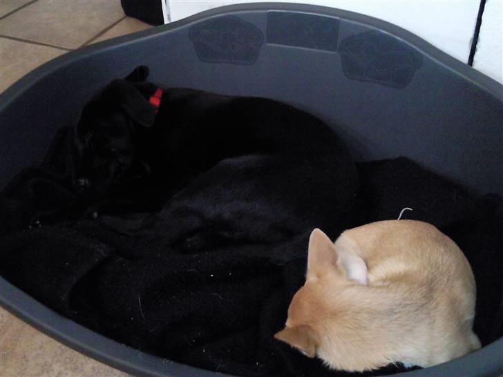 Labrador retriever Aya -  er du ikke gået? høre du overhovedt efter GÅ DIN VEJ!!!!! ,se der er ledigt i den anden kurv så smut derover gå!!! billede 13