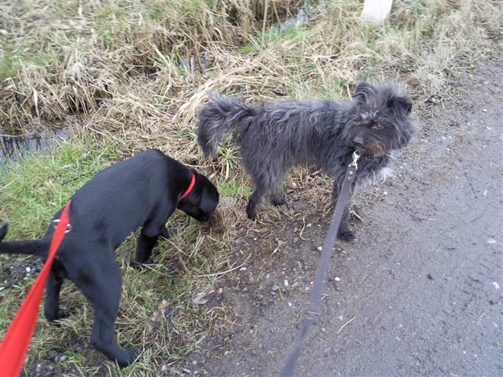 Labrador retriever Aya - flyt den der bagdel eller hvad man nu kalder den der tingest billede 14