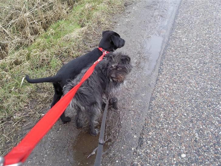 Labrador retriever Aya - GUL BIL!!     kig kig kig kig kig            ej du er for langsom billede 15