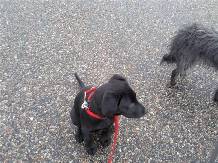 Labrador retriever Aya - hihi hvad er det ? altså den  store tingest der køre på marken derover? billede 16