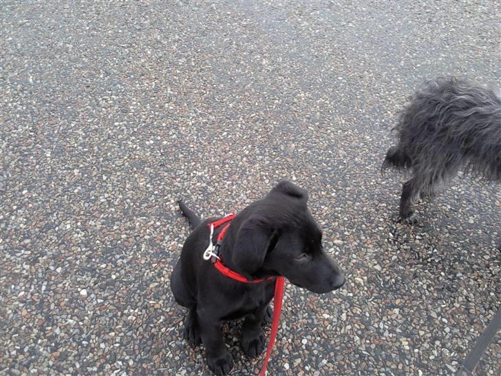 Labrador retriever Aya - se nu køre den væk billede 17