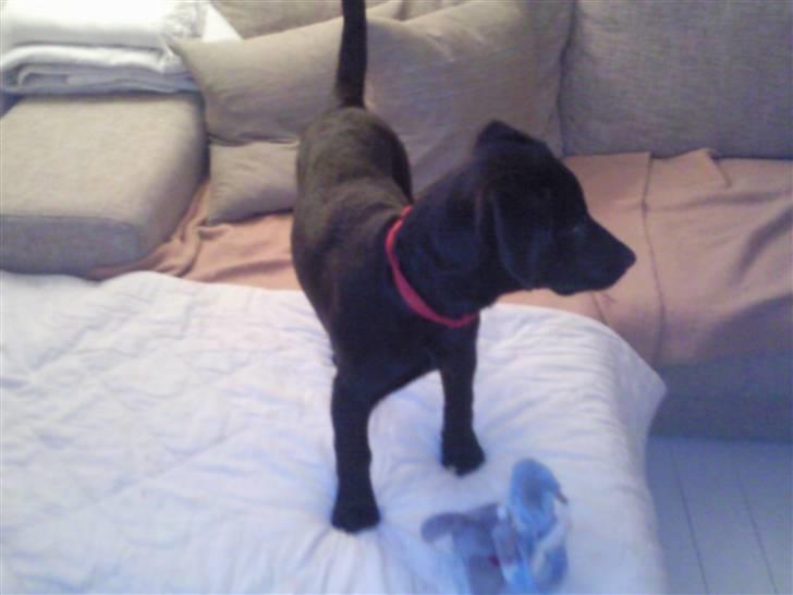 Labrador retriever Aya - skal vi lege var  billede 18