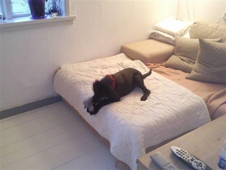 Labrador retriever Aya - når så leger jeg bare selv og du må ikke være med;) billede 19