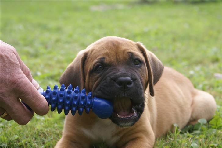 Blanding af racer Buster - Buster 8 uger og lige flyttet fra "mor" billede 1