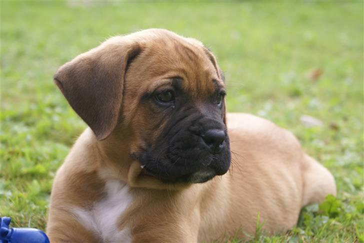 Blanding af racer Buster - er jeg ikke fin billede 2