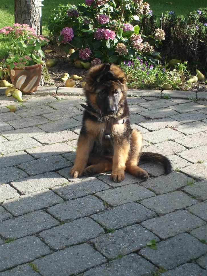 Schæferhund Beauty Bella Tiargo - se hvor skøn jeg er :o) har lige været ude på min første gåtur. billede 7