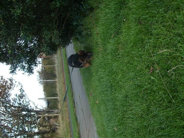 Schæferhund Beauty Bella Tiargo billede 8