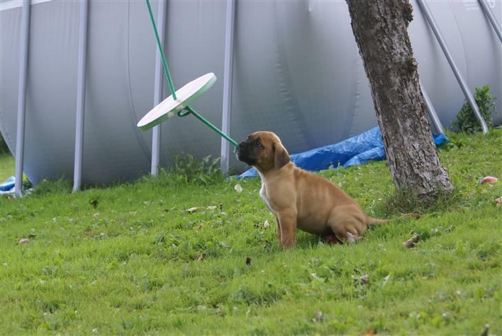 Blanding af racer Buster - yes......noget at trække i billede 3