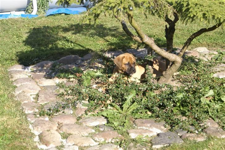 Blanding af racer Buster - der er bare SÅ hyggeligt herinde billede 4