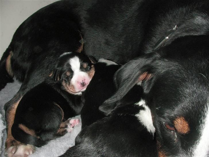 Appenzeller sennenhund Mosca vom Bachsertal - Den 25. september kom hvalpene. De bliver passet efter alle kunstens regler og tager 50 gram på hver dag. billede 6