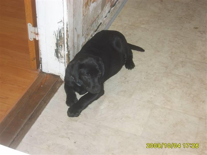 Labrador retriever Kelly solgt - Nyt taget i dag, Kelly i køkkenet billede 6