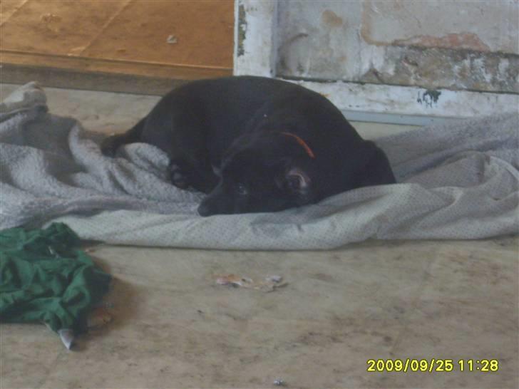 Labrador retriever Kelly solgt - Nyt taget i dag, Kelly i køkkenet billede 7