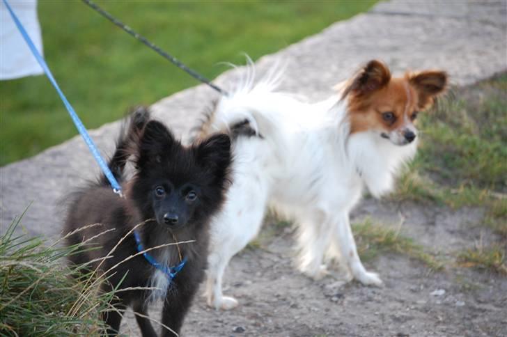 Blanding af racer Bertil billede 9