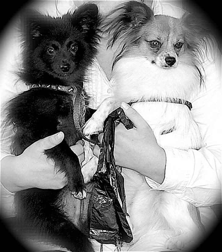 Blanding af racer Bertil billede 10