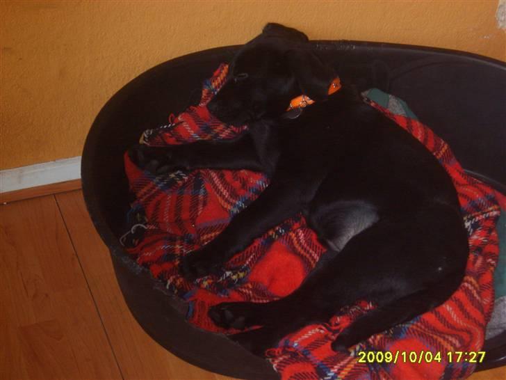 Labrador retriever Stacey, - Stacey 8 uger i hundeværelset billede 10