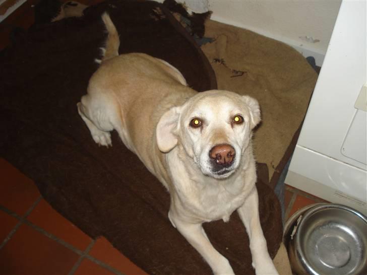 Labrador retriever Bellamús død /: ): - My Wuffi<3 billede 1