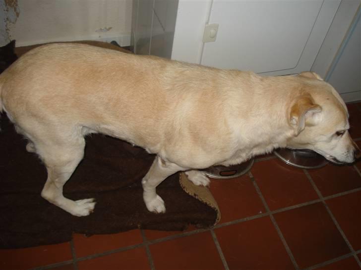 Labrador retriever Bellamús død /: ): - På vej til at sætte sig ned<3 billede 2