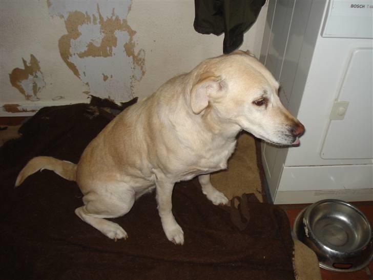 Labrador retriever Bellamús død /: ): - Wuffi igen<3 billede 3