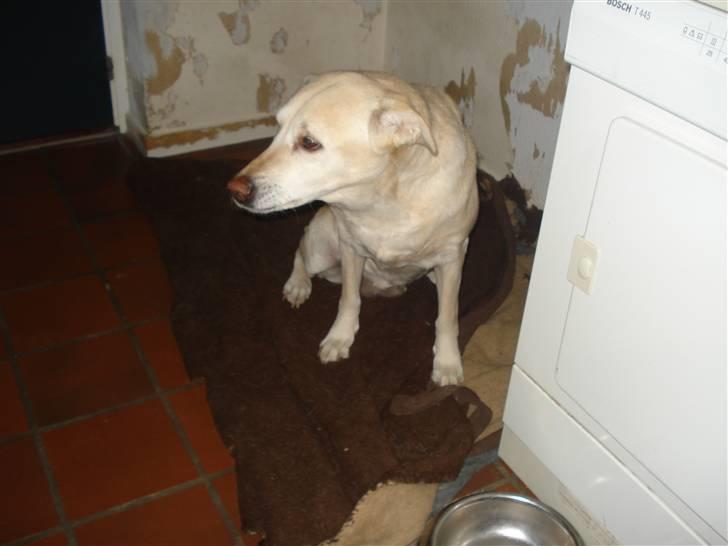 Labrador retriever Bellamús død /: ): - Wuffi<3 billede 4