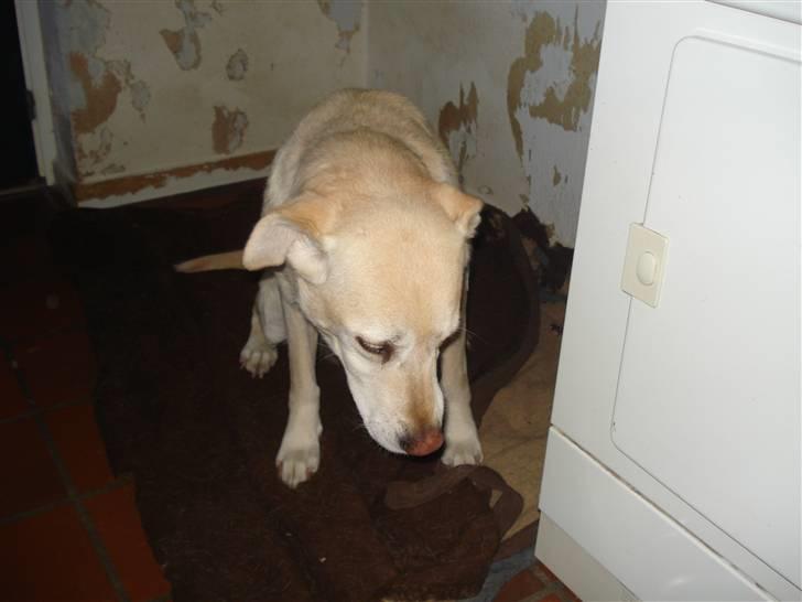 Labrador retriever Bellamús død /: ): - Ligger sig lige ned<3 billede 5