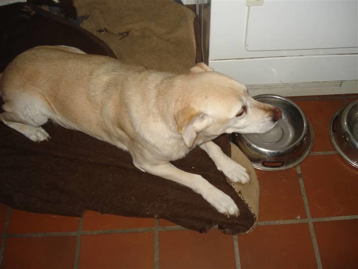 Labrador retriever Bellamús død /: ): - Så har man lagt sig<3 billede 6