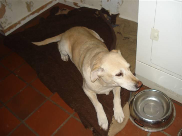 Labrador retriever Bellamús død /: ): - Hmm? Vand<3 billede 7