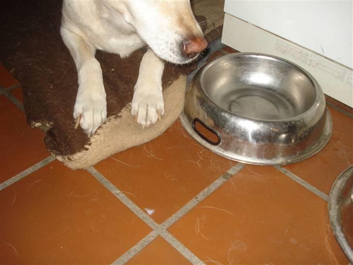 Labrador retriever Bellamús død /: ): - Vov Vov<3 billede 8