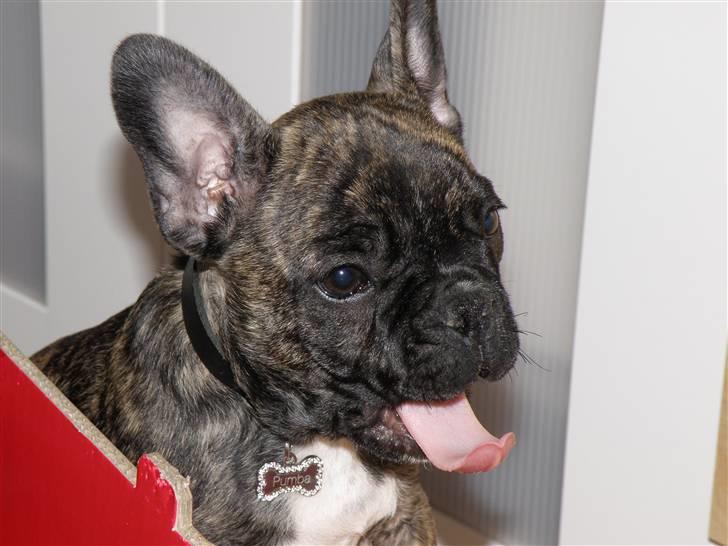 Fransk bulldog ***Pumba*** billede 6