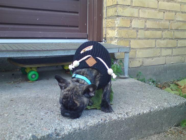 Fransk bulldog ***Pumba*** - Pumbas nye trøje hvilke er et stort hit nu vil han gerne være udenfor :) billede 7