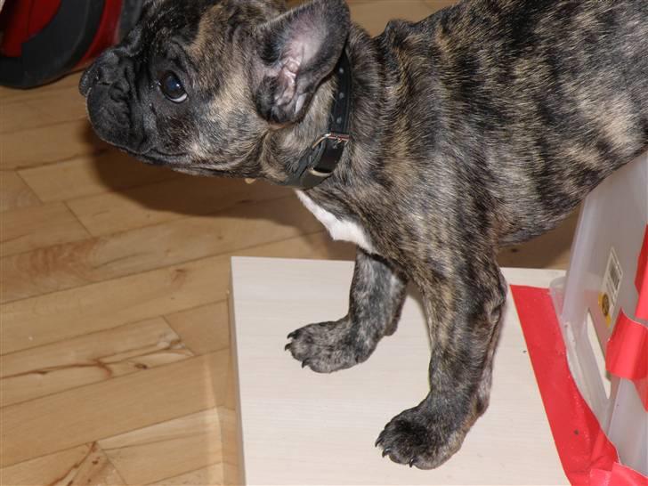 Fransk bulldog ***Pumba*** billede 8