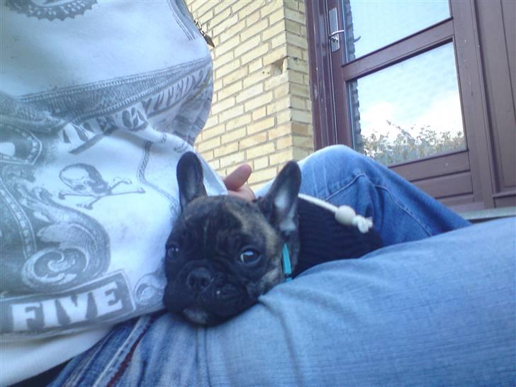 Fransk bulldog ***Pumba*** billede 9