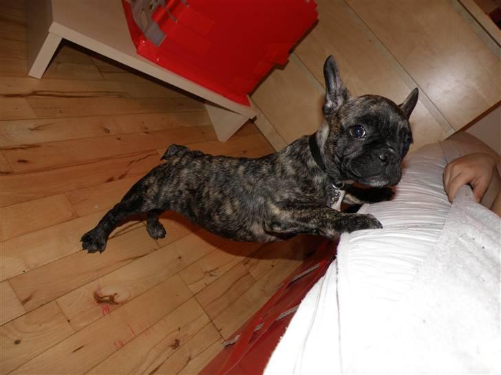 Fransk bulldog ***Pumba*** - Må jeg ikke nok komme op i sengen?!?  billede 11