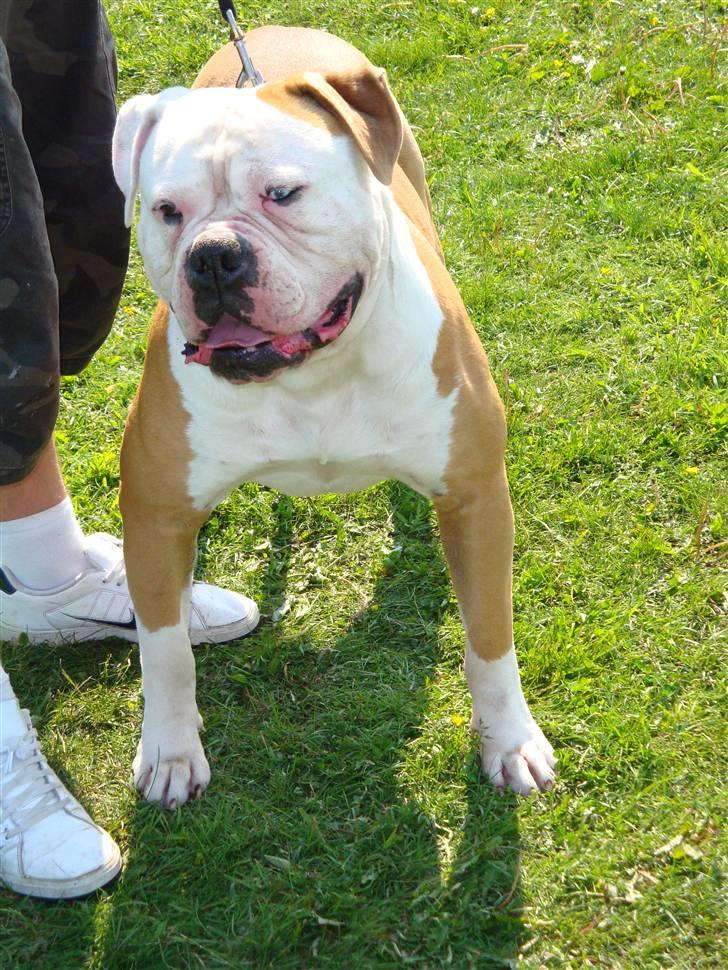 Amerikansk bulldog CH.Matheo"s Storm billede 18