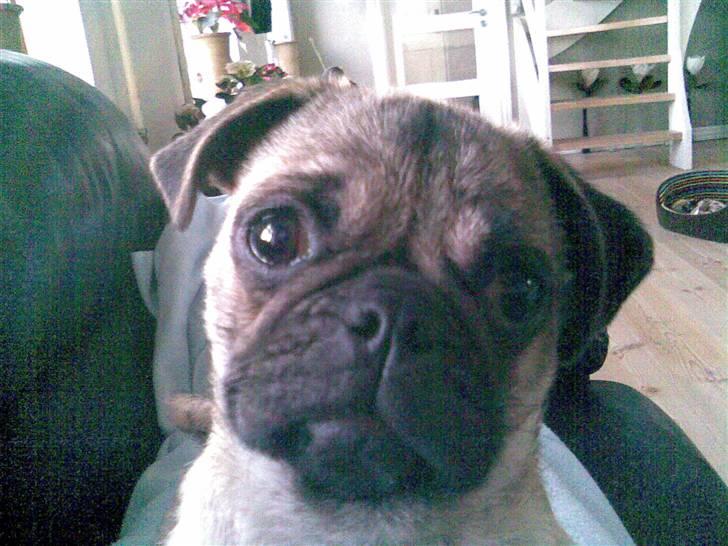 Blanding af racer Fiona billede 1