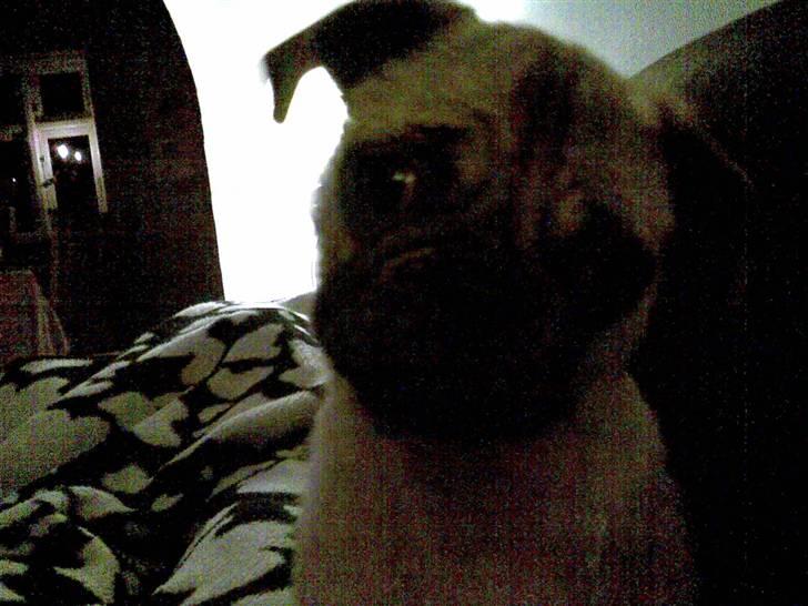 Blanding af racer Fiona billede 2