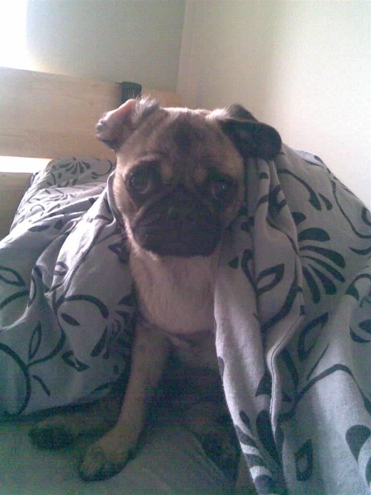 Blanding af racer Fiona billede 3