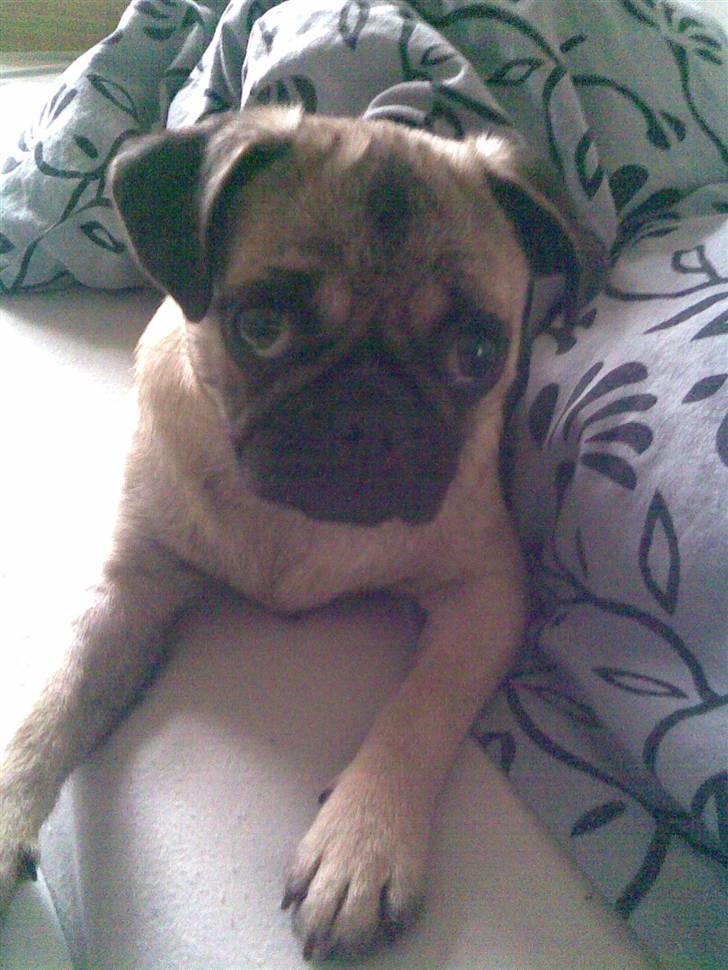 Blanding af racer Fiona billede 4