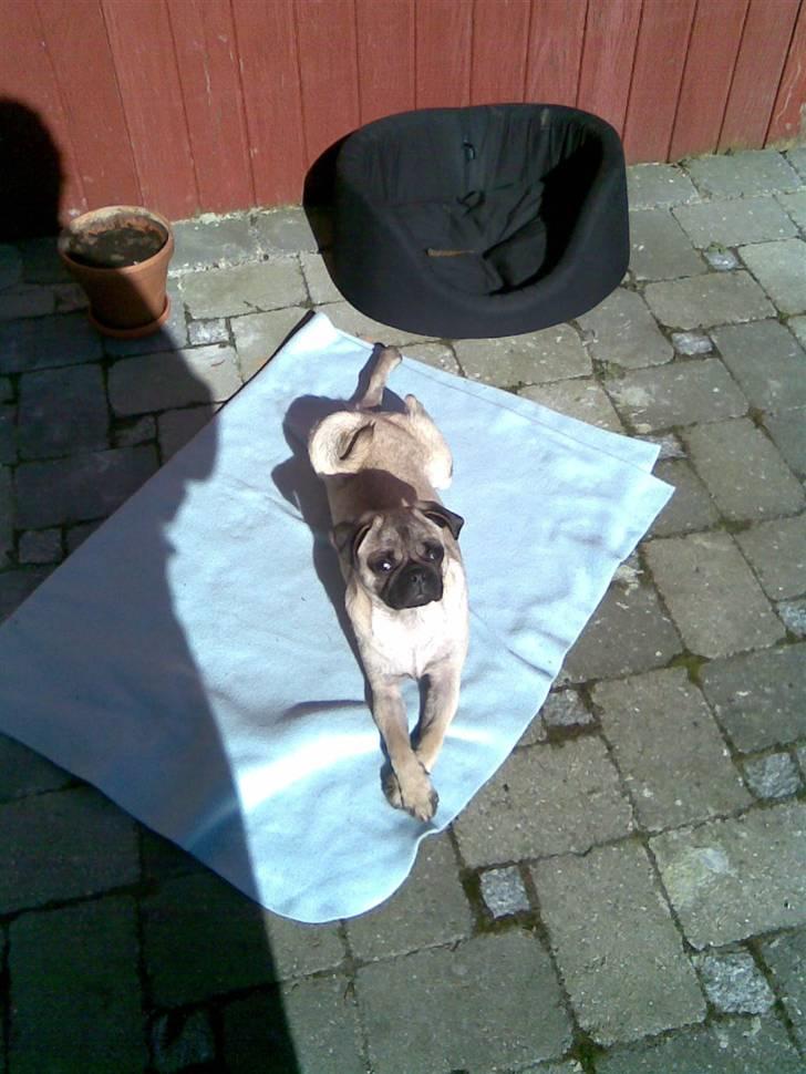 Blanding af racer Fiona billede 6