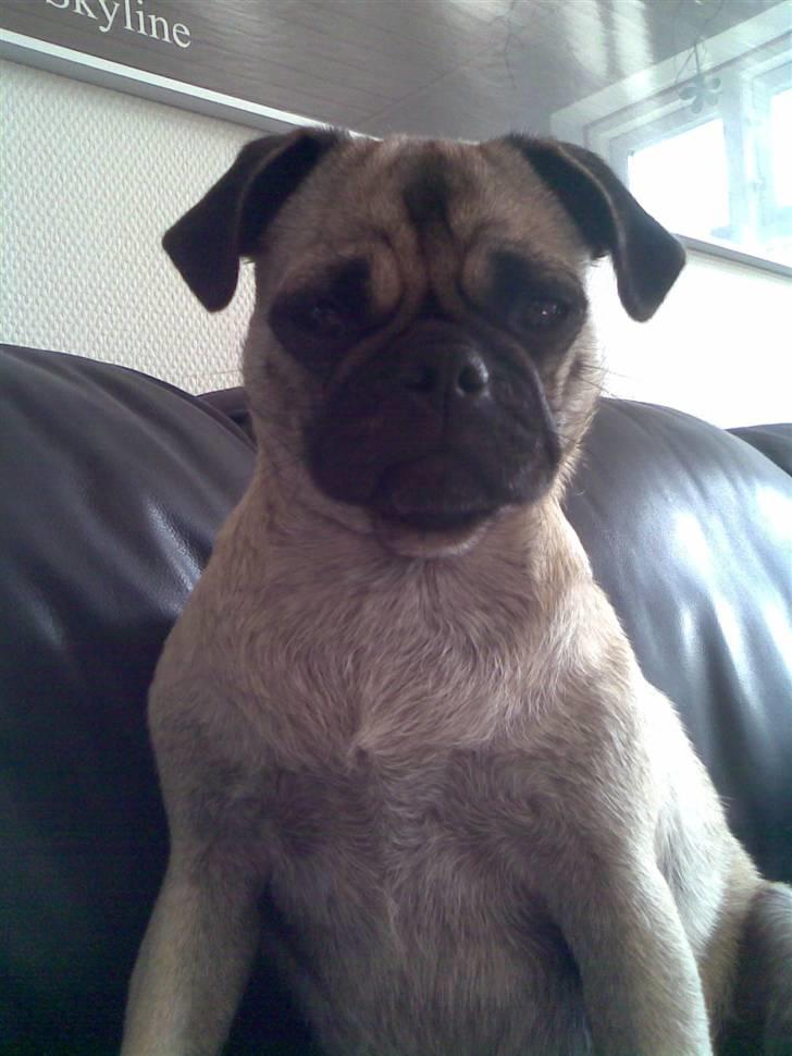 Blanding af racer Fiona billede 7