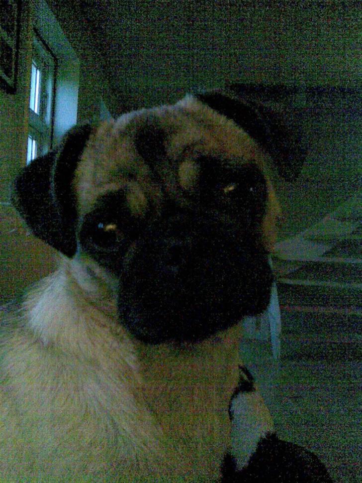 Blanding af racer Fiona billede 8