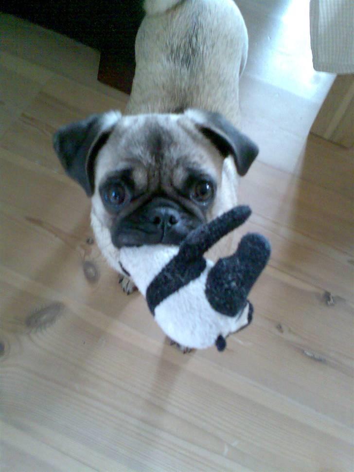 Blanding af racer Fiona billede 9