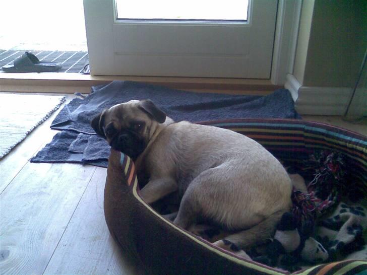 Blanding af racer Fiona billede 10