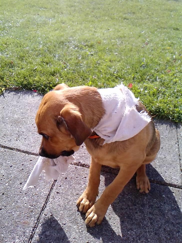 Blanding af racer Nala - SUPER HUNDEN ! :D billede 6