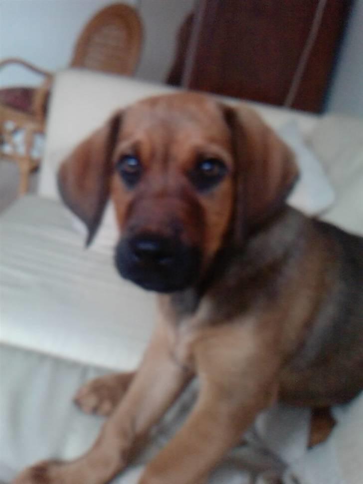 Blanding af racer Nala - Her er jeg lidt mere hvalpet, men hey fik min vilje med at sidde i sofaen :D billede 7